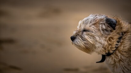 Selective focus shot of a Border terrier dog in stormy weather