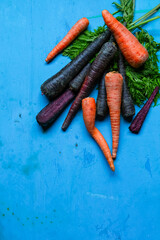 Orange and purple carrots, green stems on grunge blue background, top view