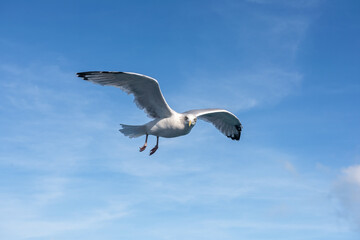 Portrait of an adult European herring gull  flying against a blue sky
