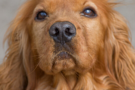 Portrait of a young spaniel. Dog nose close up.