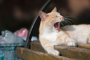 Red stray cat yawns near the trash can.