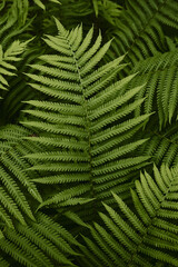 Tropical green leaves of fern. Abstract natural texture. Forest nature background. Lush green foliage in rainforest.