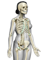 Obraz premium 3d rendered, medically accurate illustration of a female skeleton system