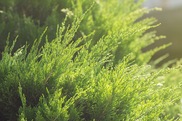 Background from the branches of a green shrub. Soft light. Selective focus