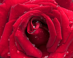 Close Up Photo Of Red Rose With Water Drops