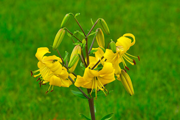 yellow flower lilie © Hans Steen-Kiel