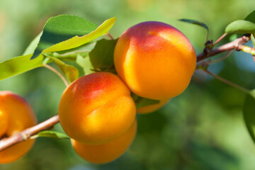 closeup of ripe apricots on a branch 