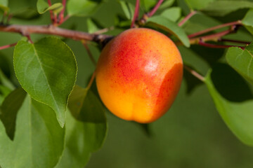 closeup of ripe apricot on a branch 