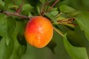 closeup of ripe apricot on a branch 