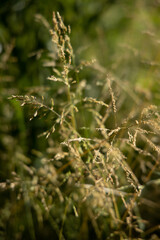golden hour texture 