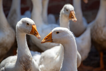 Obraz premium Concept of raising healthy geese