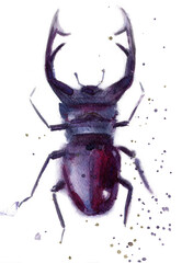Watercolor illustration of a deer beetle on a white background