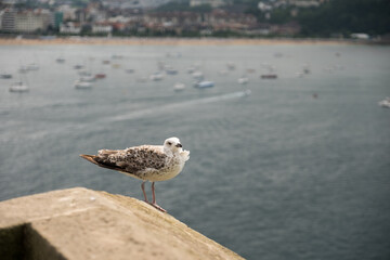 Gaviota patiamarilla juvenil (Larus michahellis), San Sebastian, Pais Vasco, España