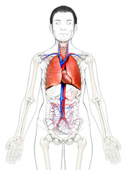 3d rendered, medically accurate illustration of a female lung anatomy