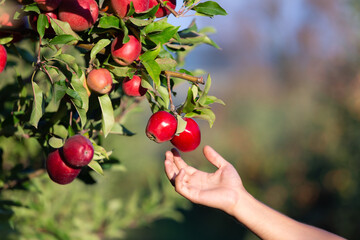 Sunny shot of hand reaching an apple from apple-tree branch.