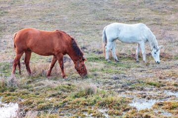 Obraz premium Horses on the Meadow after the Rain . Rustic Scenery with Grazing Horses. Brown and White Horse on the Pasture 
