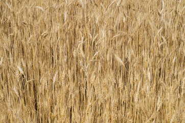 dry grass background. Wheat field