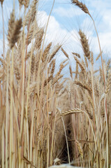 ears of wheat