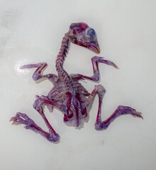 chicken embryo anatomy