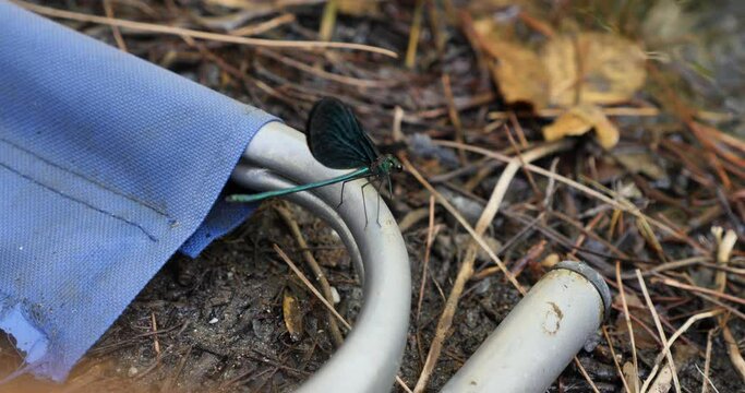 slow moton blue dragonfly by river amazing color by nature 