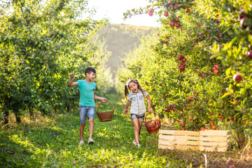 Fototapeta premium Happy kids with baskets on apple-trees alley, picking apples on sunny day.