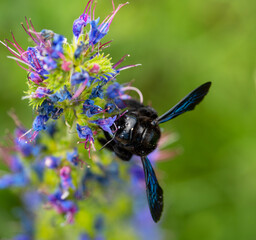 Close up of a bee pollinating on flower