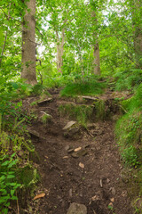 Beautiful preserved wild forest. Green foliage. Luxurious peaceful nature. Gorgeous landscape. Untouched and dangerous dirth path