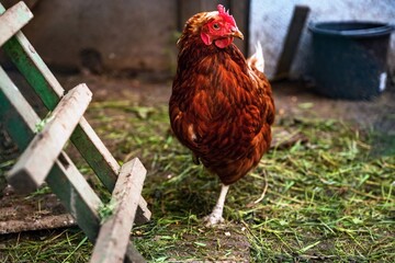 Hen stands on backyard