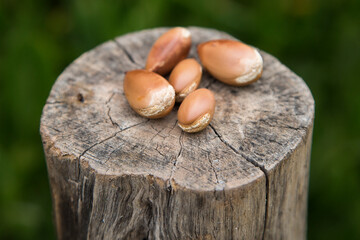 Nuts of Argania spinosa- Argana.