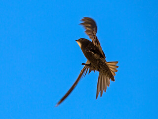 Black swift flying on the blue sky. Common Swift (Apus apus).
