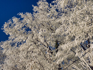 Rahreif im Dezember in Öberösterreich
