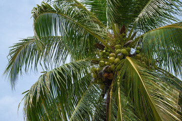 Fototapeta premium Coconut tree with a lot of coconut