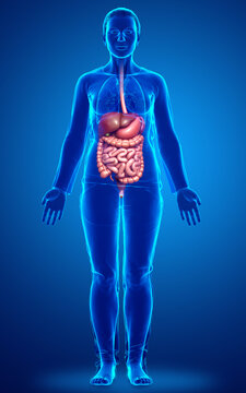 3d rendered medically accurate illustration of female Digestive System