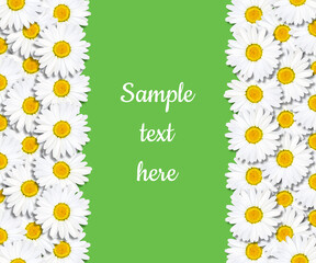 Beautiful green background with white flowers daisies. Chamomile are arranged vertically. Natural frame for design.