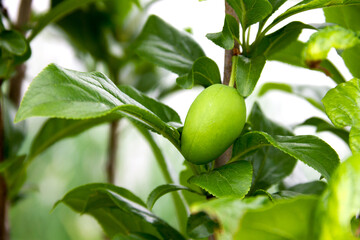 Branch with not ripened plum. Sunny day. Focus on the green plum.