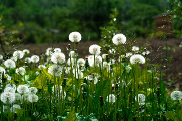 White dandelions growing in a field