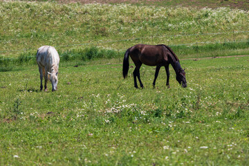 A white and brown horse graze in a meadow in a corral on a ranch.
