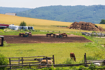 Obraz premium Horses grazing on a ranch are in a corral.