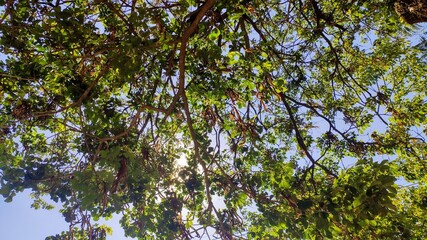 tree branches against blue sky