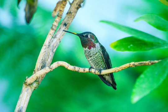 resting humming bird with green background, bookeh