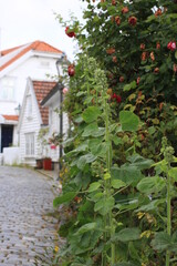 old town of stavanger