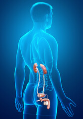 3d rendered, medically accurate illustration of the kidneys