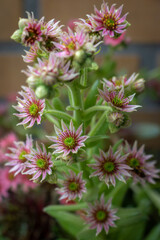 Flowering sedum beautiful succulents with beautiful rose pink red flowers