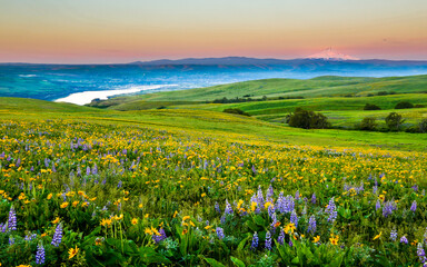Fototapeta premium Wildflowers in the rolling hills above the Columbia River in Columbia Hills State Park, Washington, with Mt Hood in the background.