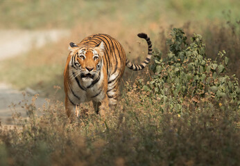 Fototapeta na wymiar Closeup of tigress Parwali at Jimcorbett Tiger reserve, India