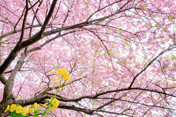 【初春・早咲き桜】2月に咲く河津桜