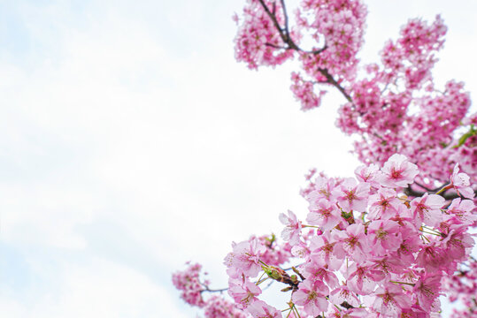 【初春・早咲き桜】2月に咲く河津桜
