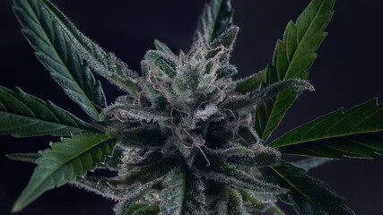 Macro of cannabis flowers and leaves on a dark background