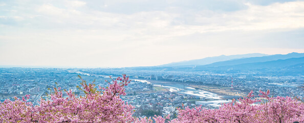 【初春・早咲き桜】2月に咲く河津桜