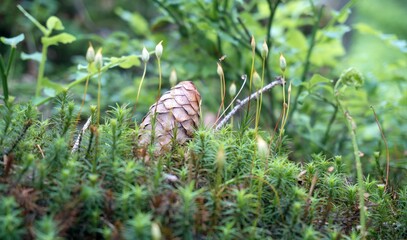 Bryophyta (sensu stricto) Pine cone in the moss